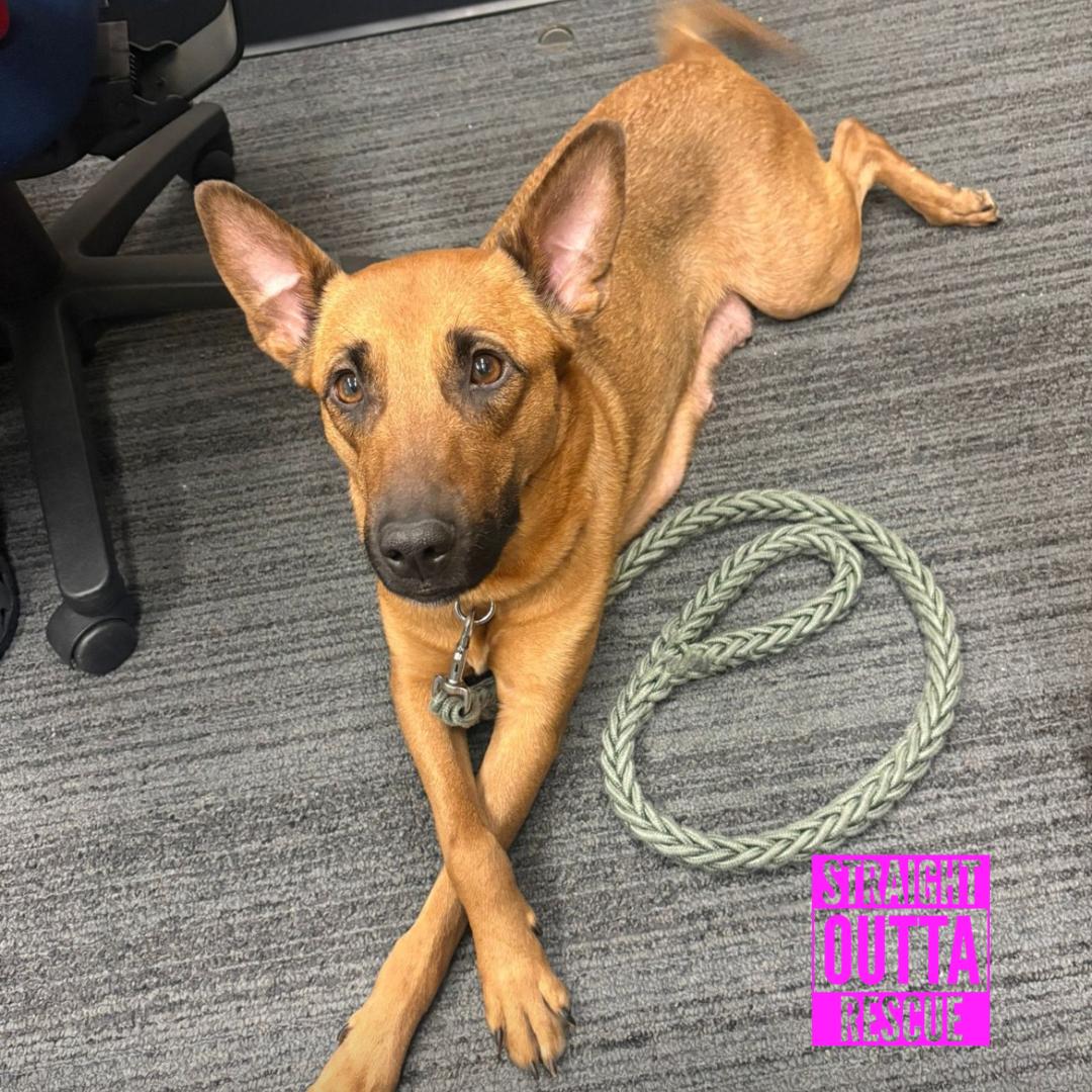 Enlarge Thaila, an adopted mixed breed in Vancouver, BC image 6/6