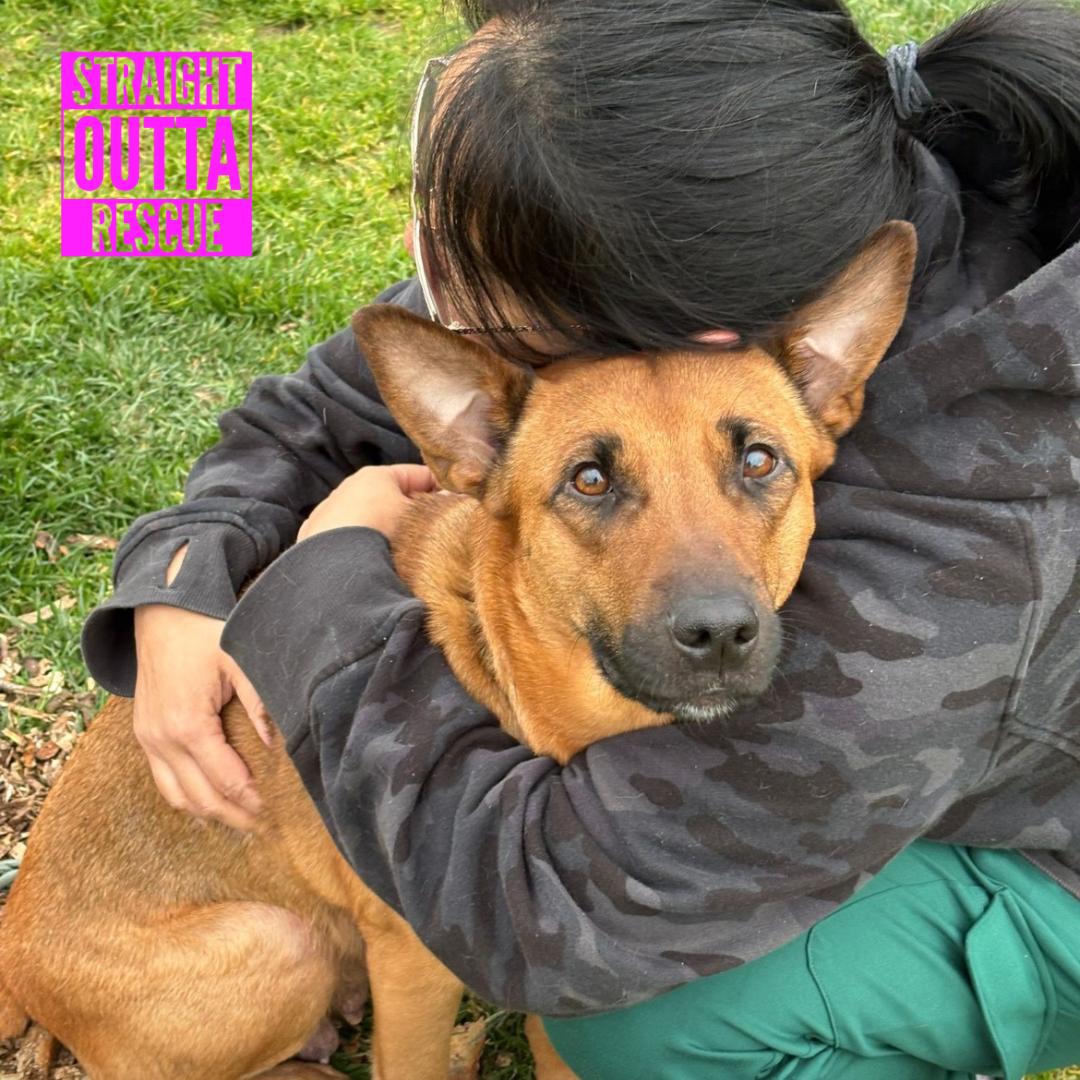 Enlarge Thaila, an adopted mixed breed in Vancouver, BC image 5/6