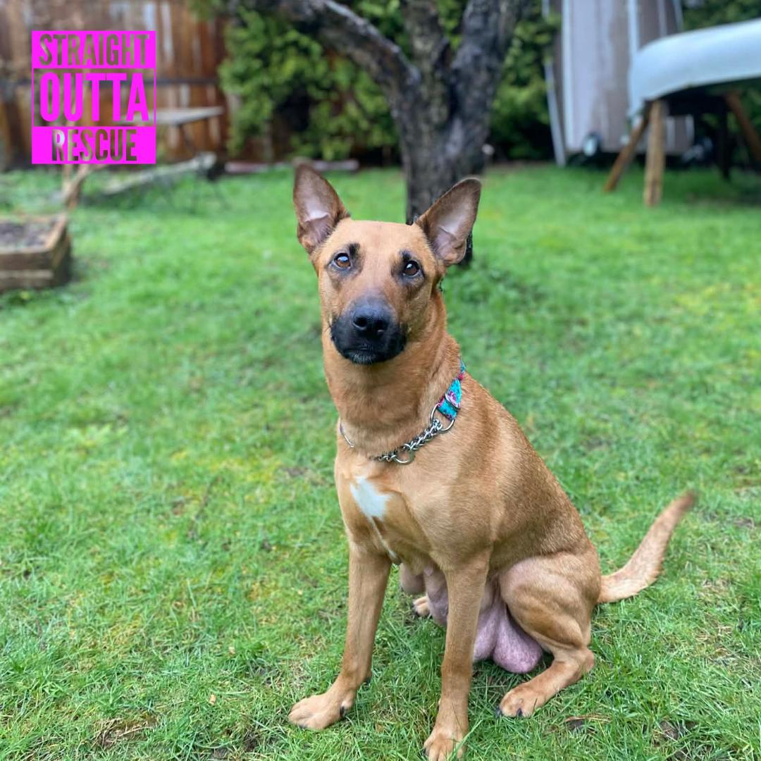 Enlarge Thaila, an adopted mixed breed in Vancouver, BC image 2/6