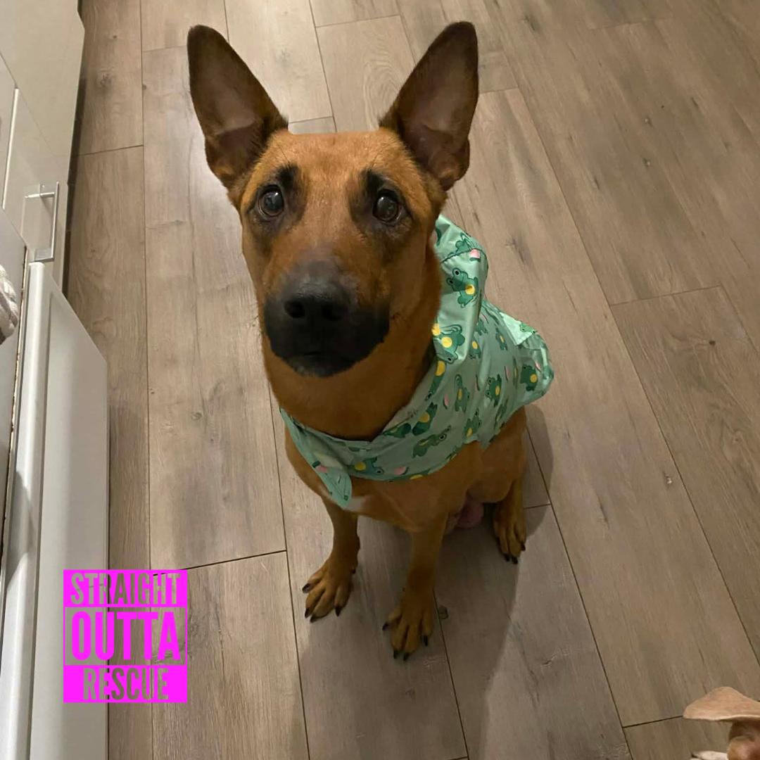 Thaila, adopted, Adult Female Shepherd.