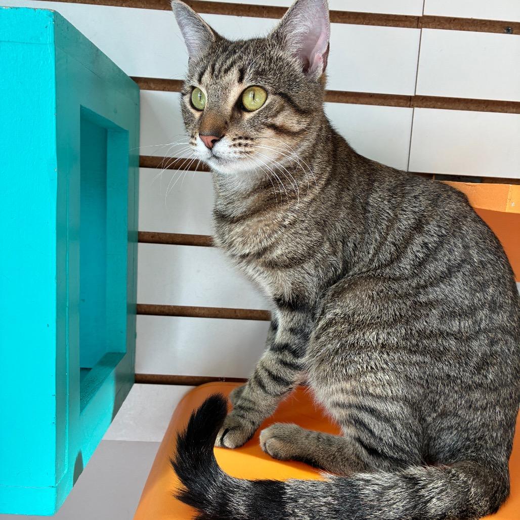 Enlarge Echo, a Adoptable Domestic Short Hair in Harrisonburg, VA image 1/6