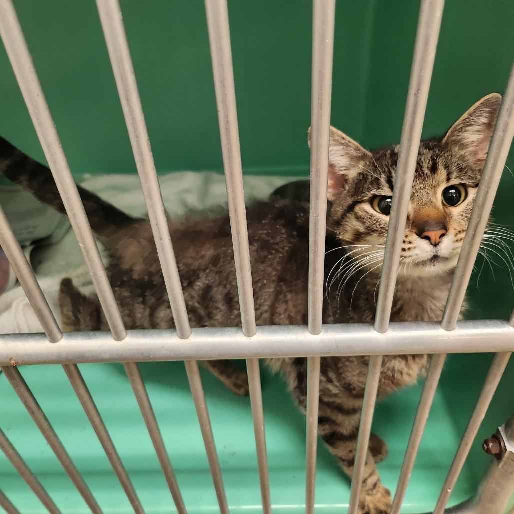 Echo, Adoptable, Adult Male Domestic Short Hair.