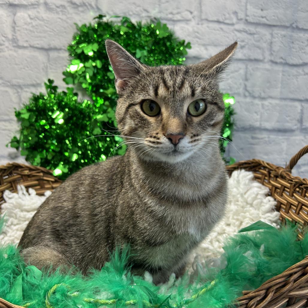 Enlarge Echo, a Adoptable Domestic Short Hair in Harrisonburg, VA image 2/6