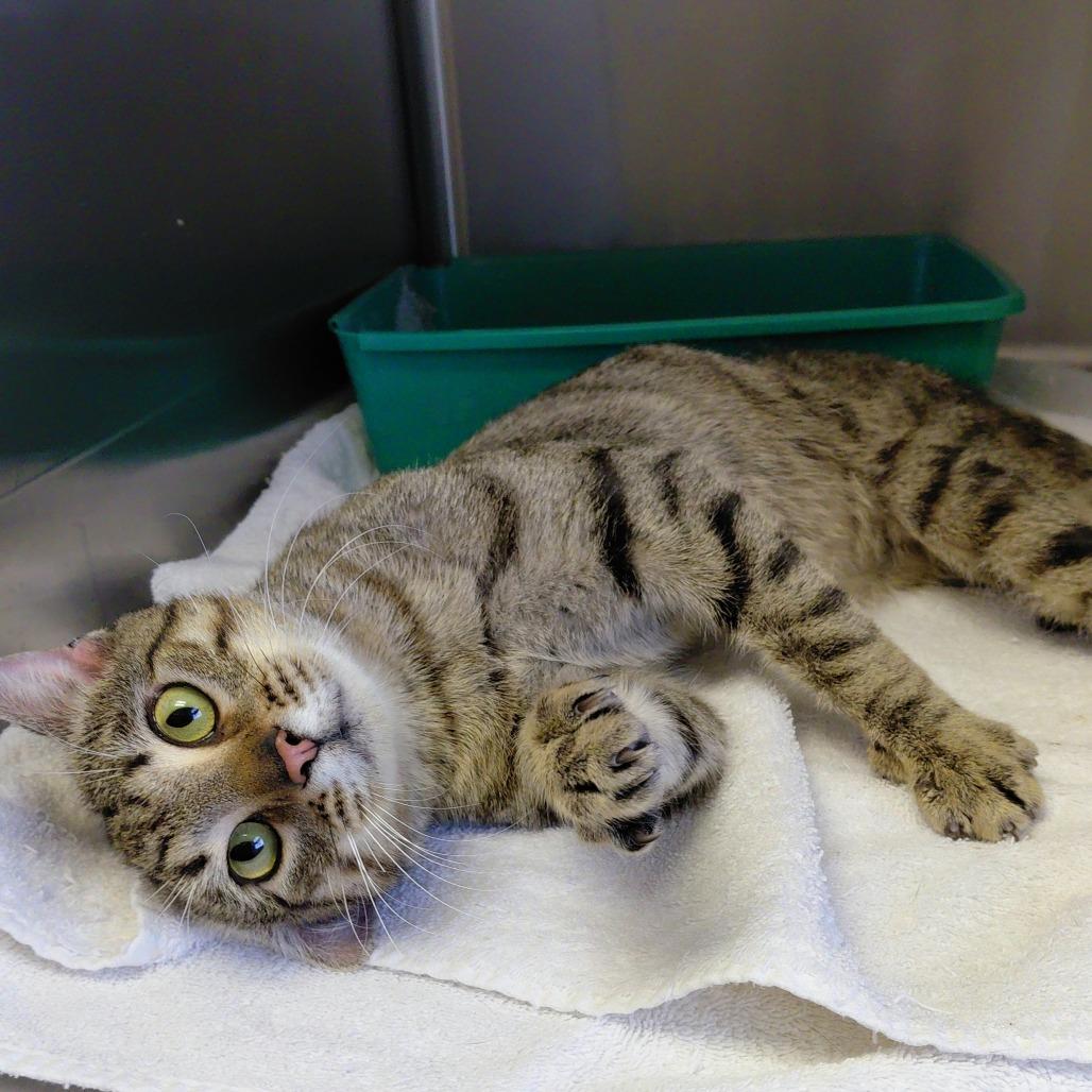 Enlarge Echo, a Adoptable Domestic Short Hair in Harrisonburg, VA image 2/6