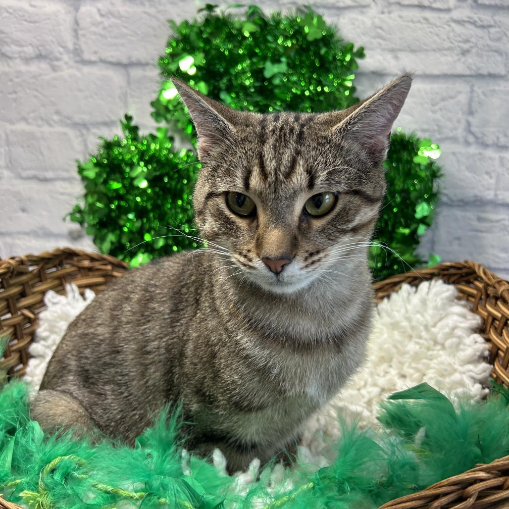 Enlarge Echo, a Adoptable Domestic Short Hair in Harrisonburg, VA image 3/6