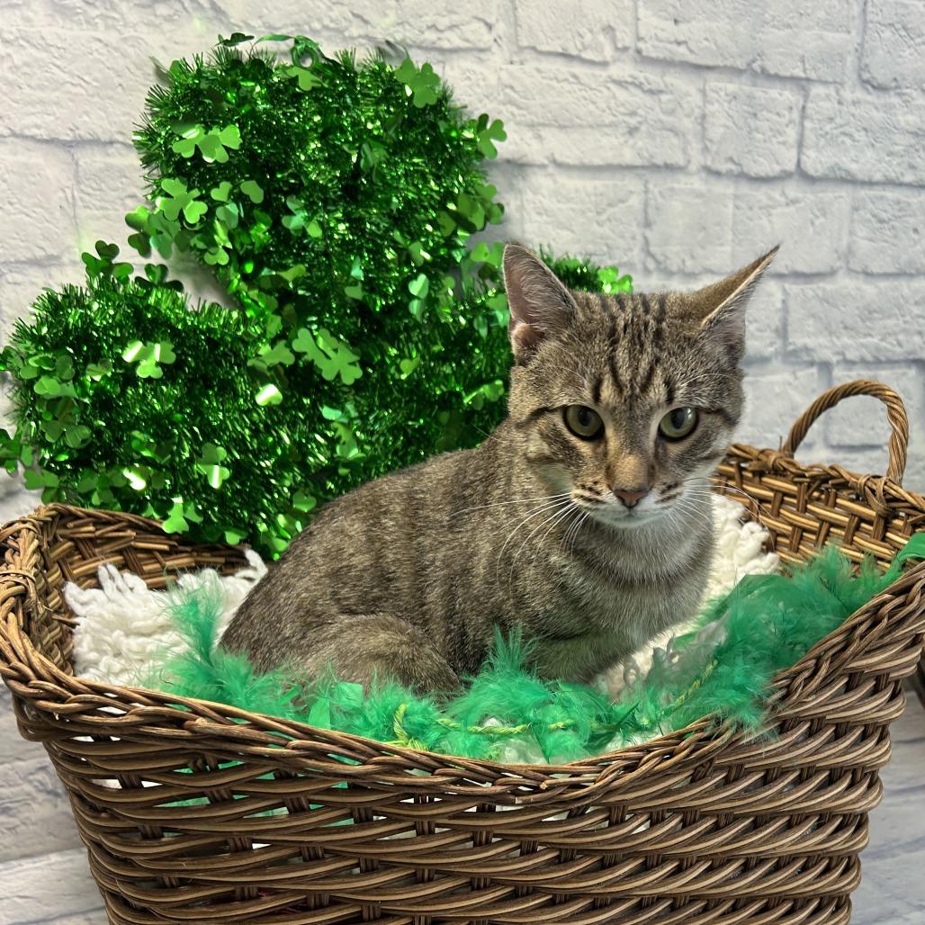 Enlarge Echo, a Adoptable Domestic Short Hair in Harrisonburg, VA image 4/6