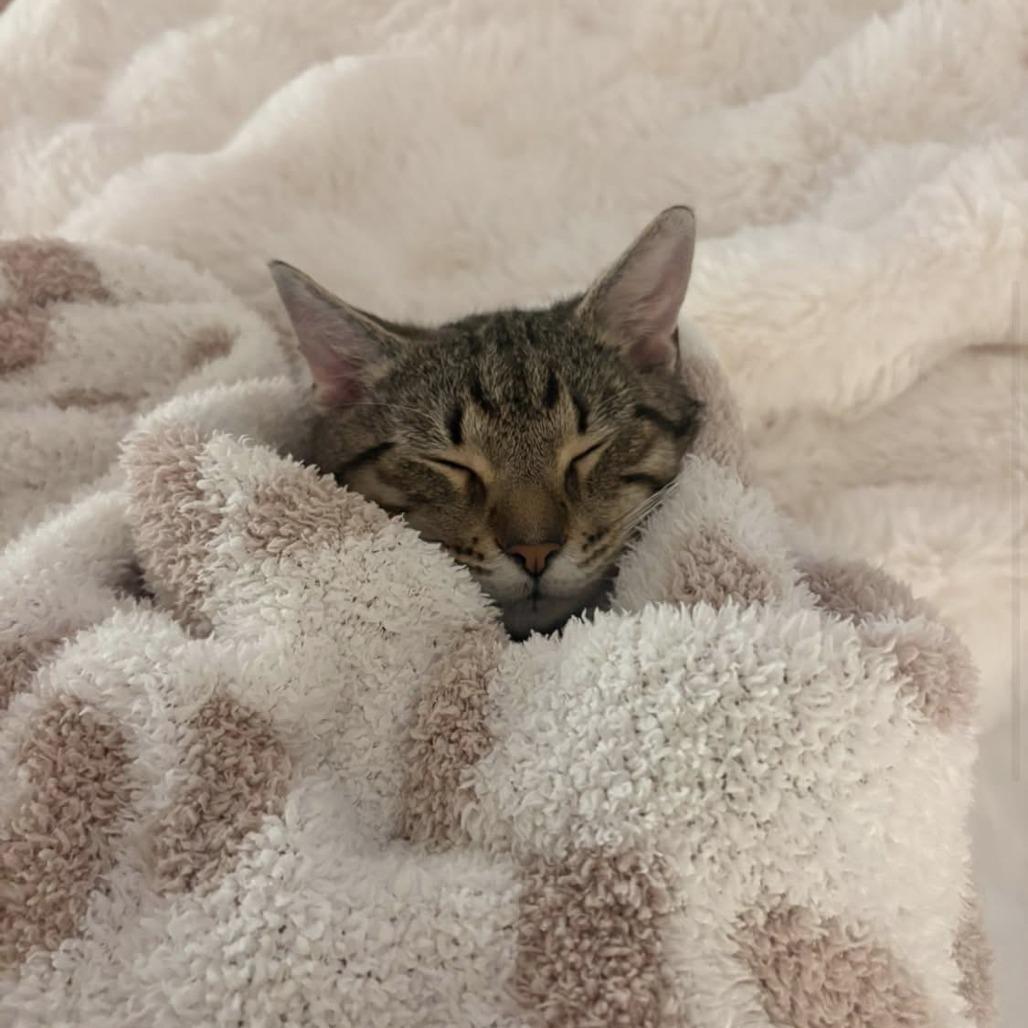 Enlarge Echo, a Adoptable Domestic Short Hair in Harrisonburg, VA image 5/6