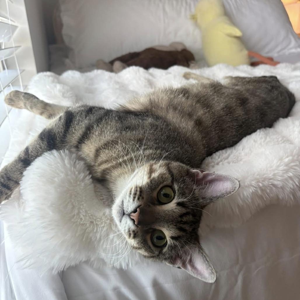 Enlarge Echo, a Adoptable Domestic Short Hair in Harrisonburg, VA image 6/6