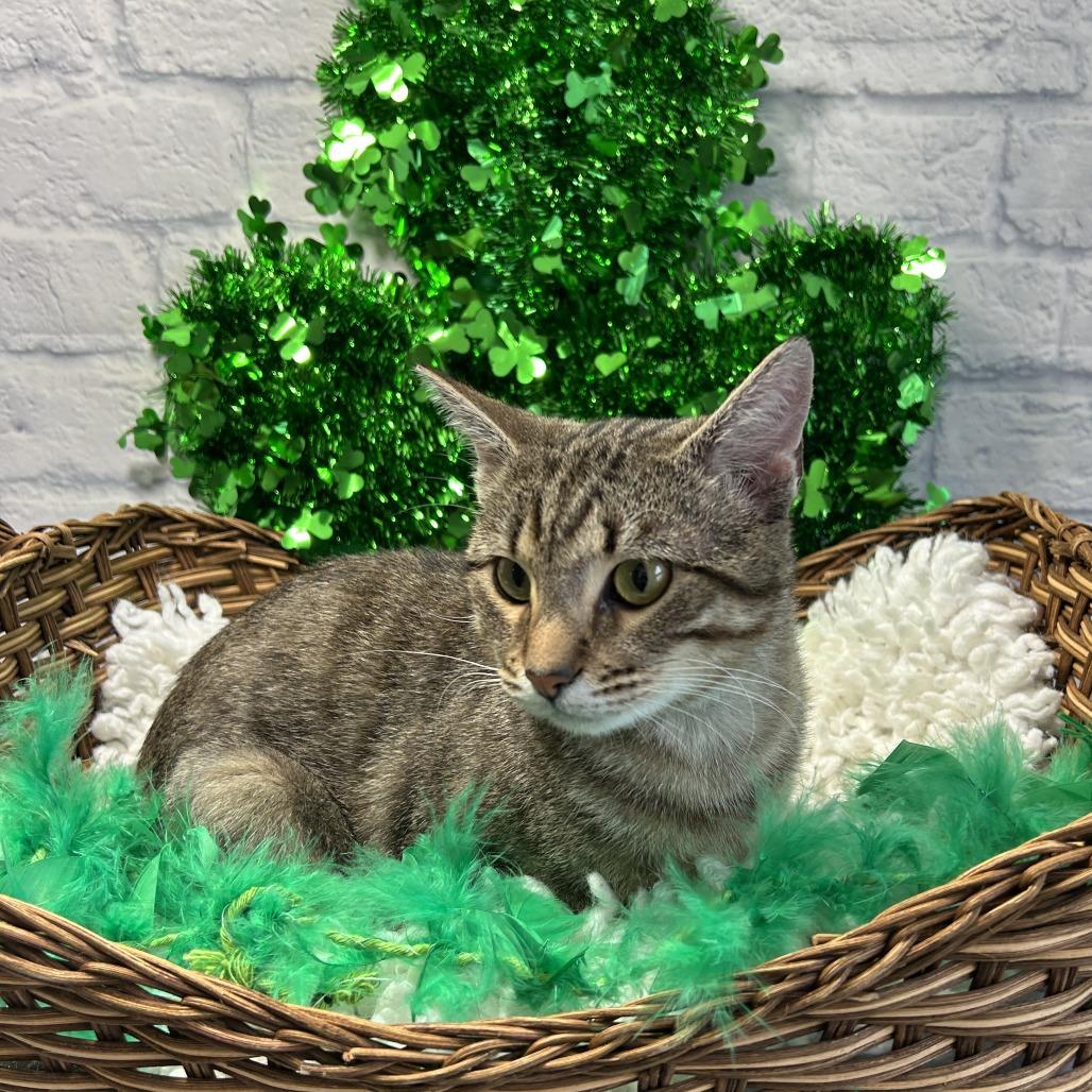 Enlarge Echo, a Adoptable Domestic Short Hair in Harrisonburg, VA image 6/6