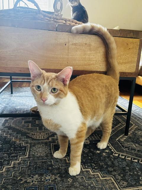 Turin, ADOPTABLE, Young Male Domestic Short Hair.