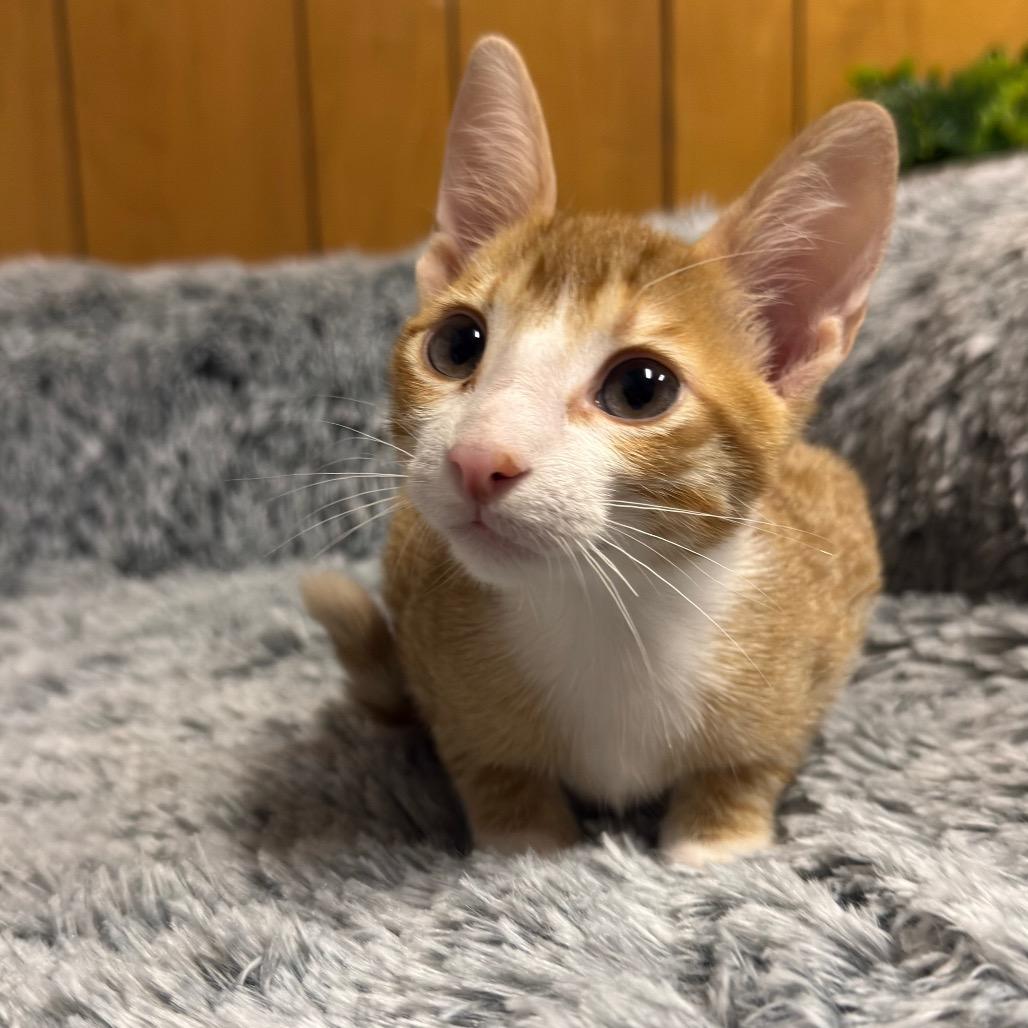 MANGO (bonded with Kelly), a ADOPTABLE Domestic Short Hair in Graham, WA image 6/6