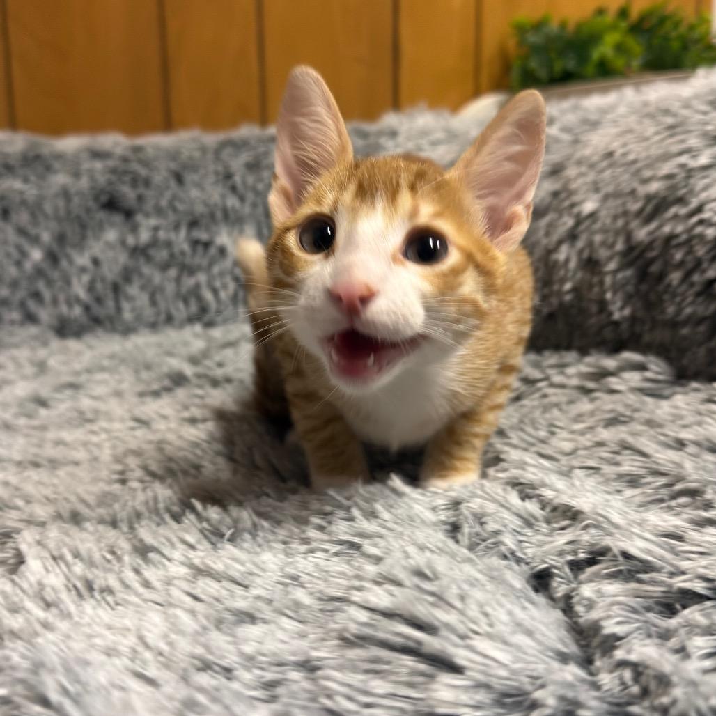 MANGO (bonded with Kelly), a ADOPTABLE Domestic Short Hair in Graham, WA image 5/6