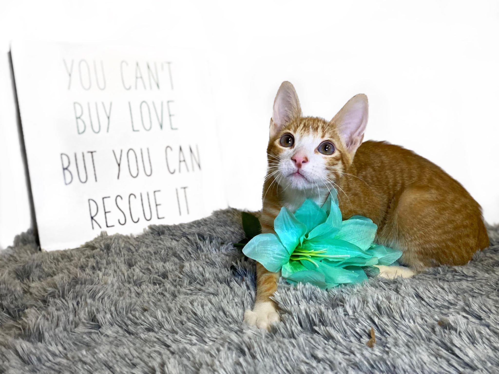 MANGO (bonded with Kelly), a ADOPTABLE Domestic Short Hair in Graham, WA image 3/6