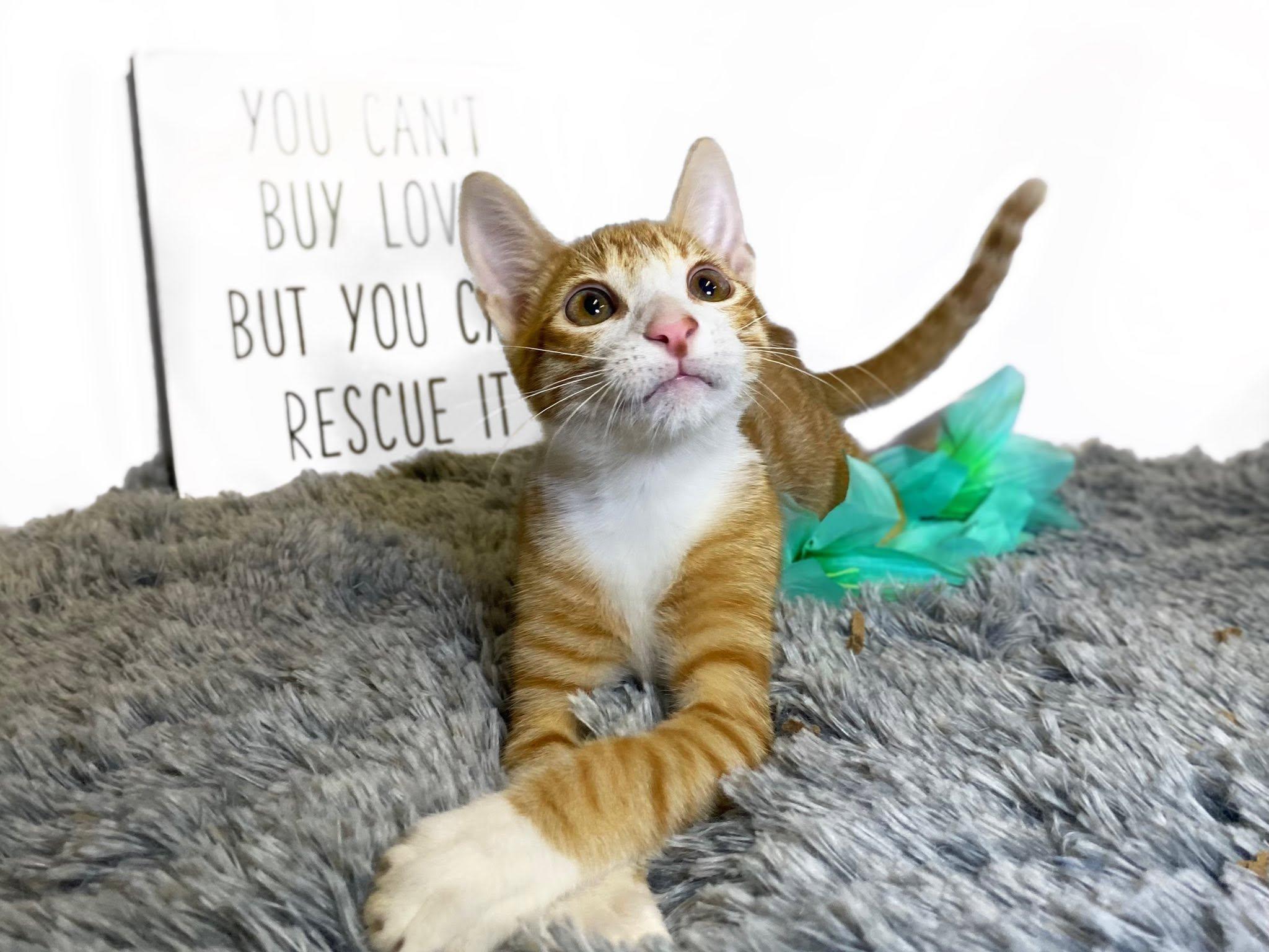 MANGO (bonded with Kelly), a ADOPTABLE Domestic Short Hair in Graham, WA image 2/6