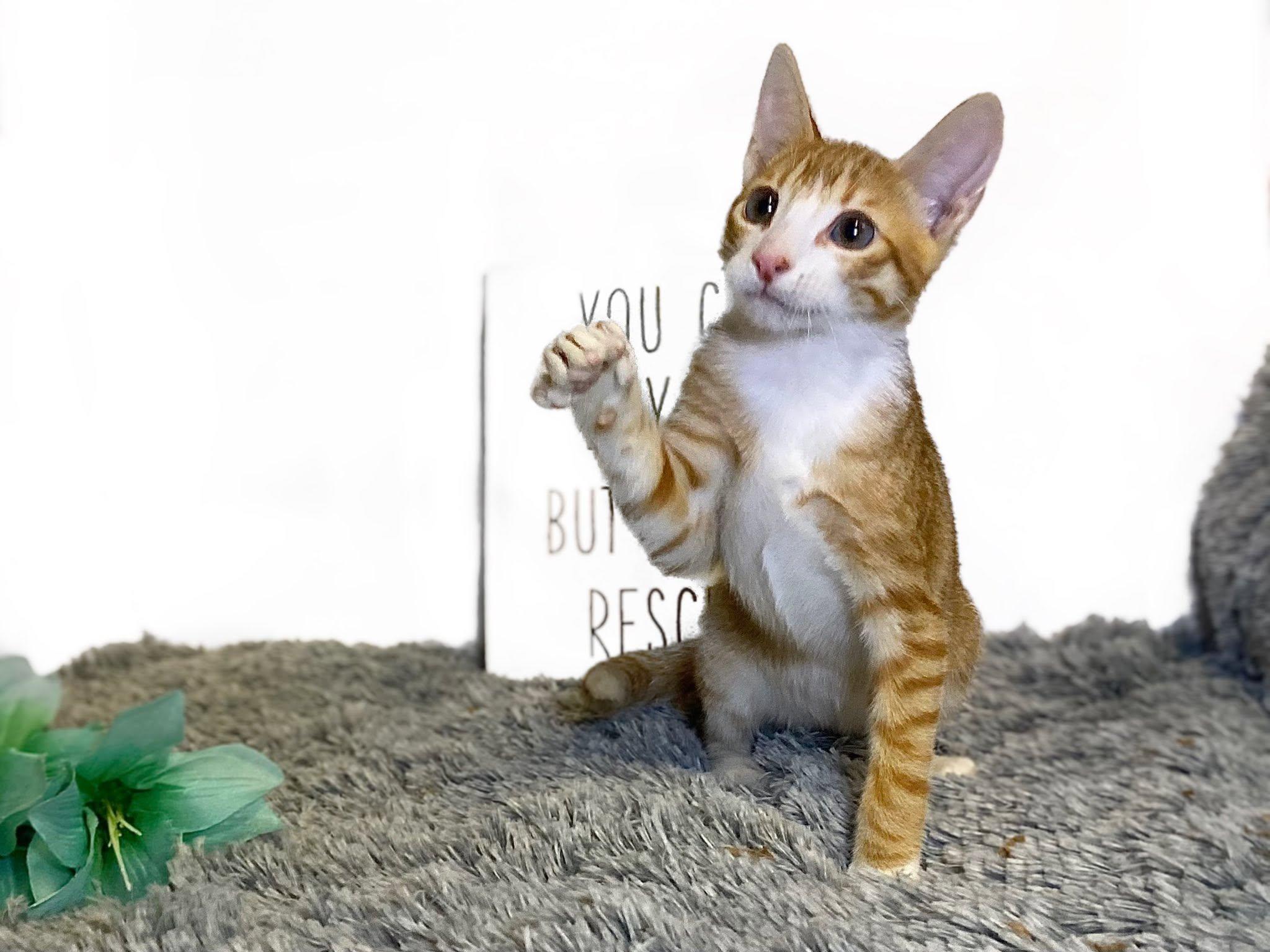 MANGO (bonded with Kelly), a ADOPTABLE Domestic Short Hair in Graham, WA image 4/6