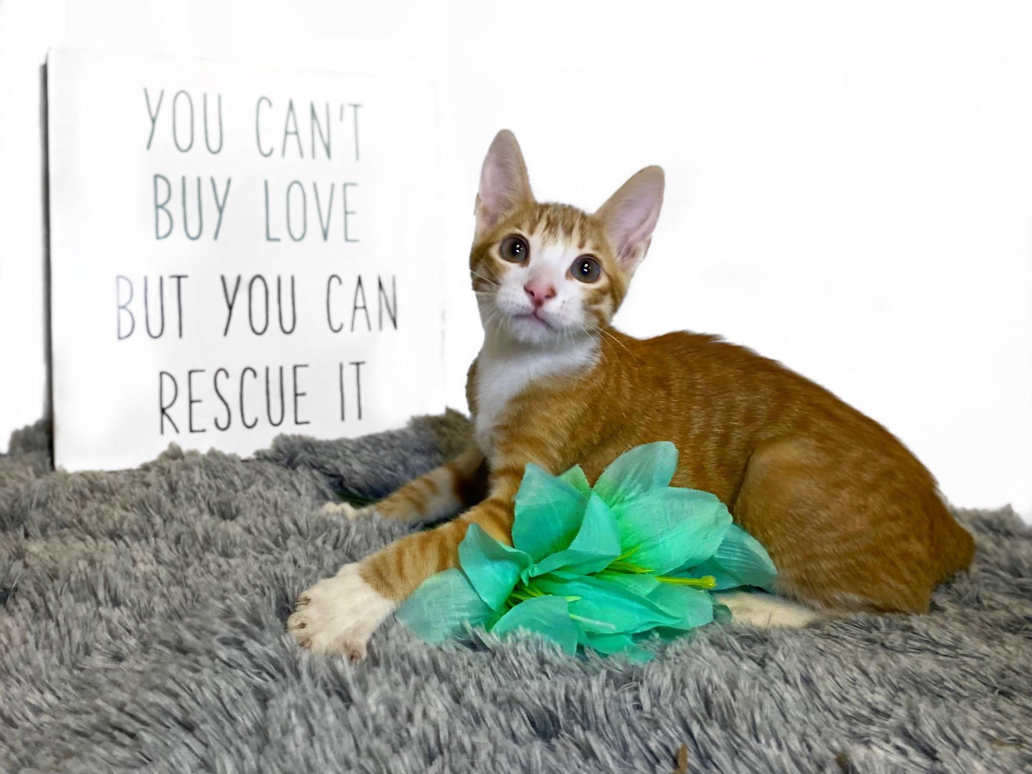 MANGO (bonded with Kelly), a ADOPTABLE Domestic Short Hair in Graham, WA image 1/6