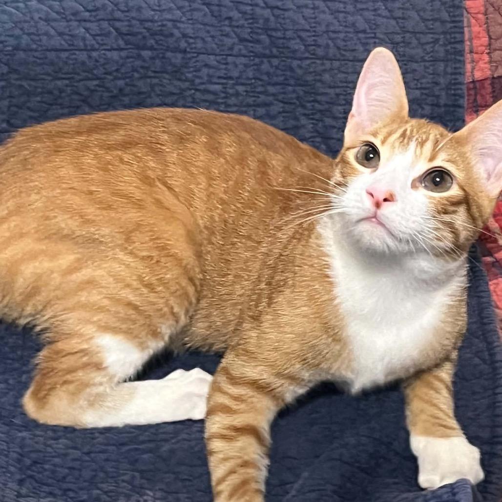Enlarge MANGO (bonded w/Kelly), a Adoptable Domestic Short Hair in Graham, WA image 1/6