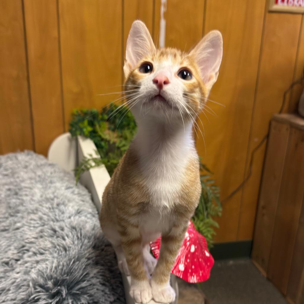 MANGO (bonded w/Kelly), ADOPTABLE, Young Male Domestic Short Hair.