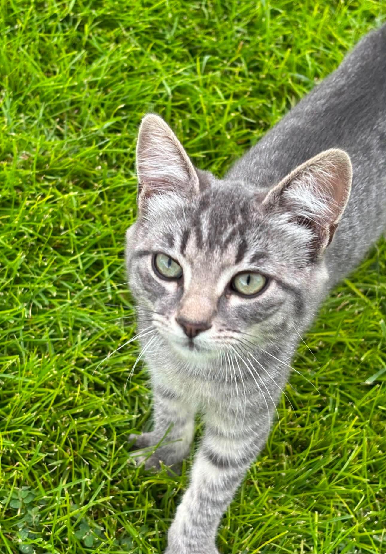 Enlarge Shadow, a Adoptable Domestic Short Hair in Heyburn, ID image 1/1