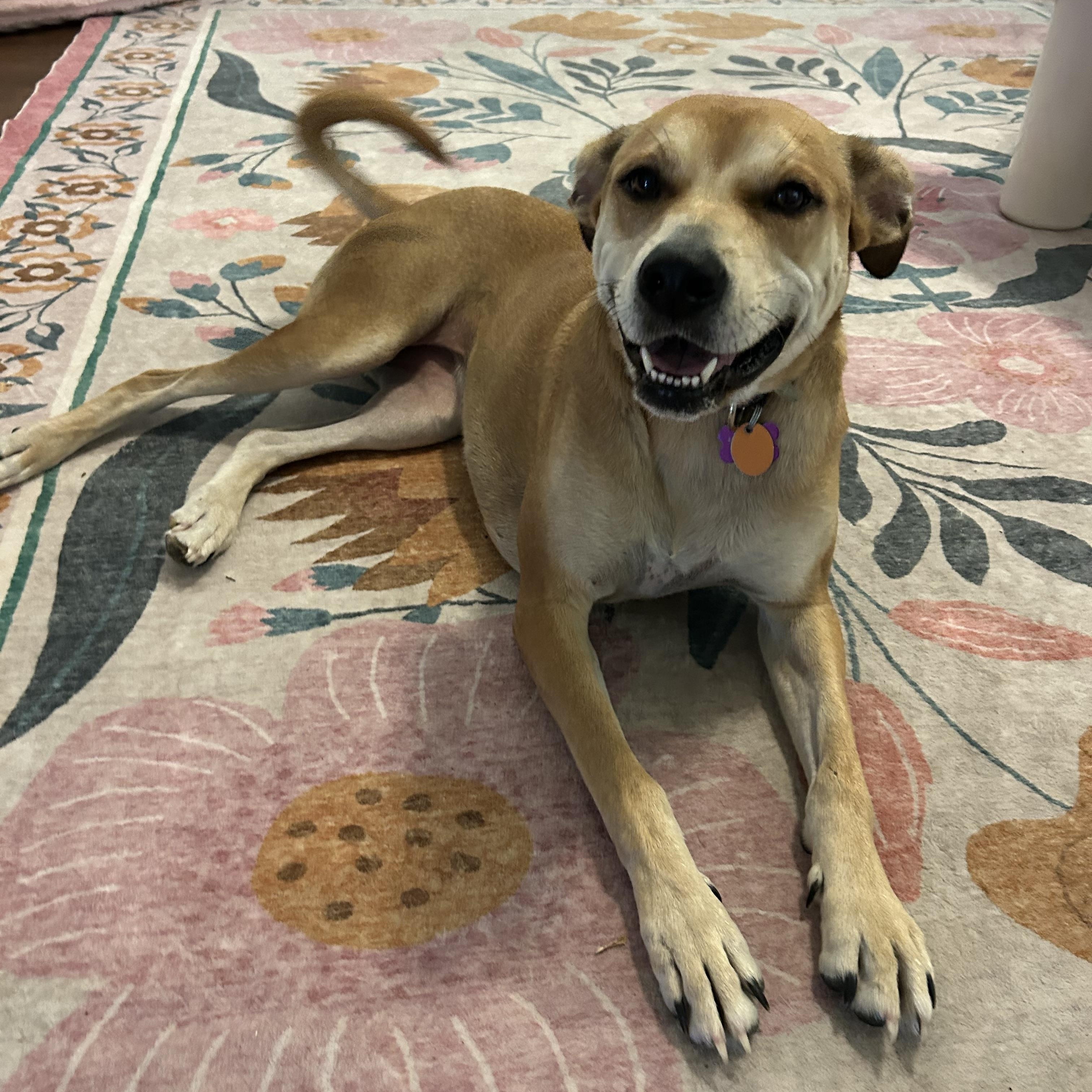 Enlarge Goldie, a ADOPTABLE mixed breed in Bryan, TX image 3/3