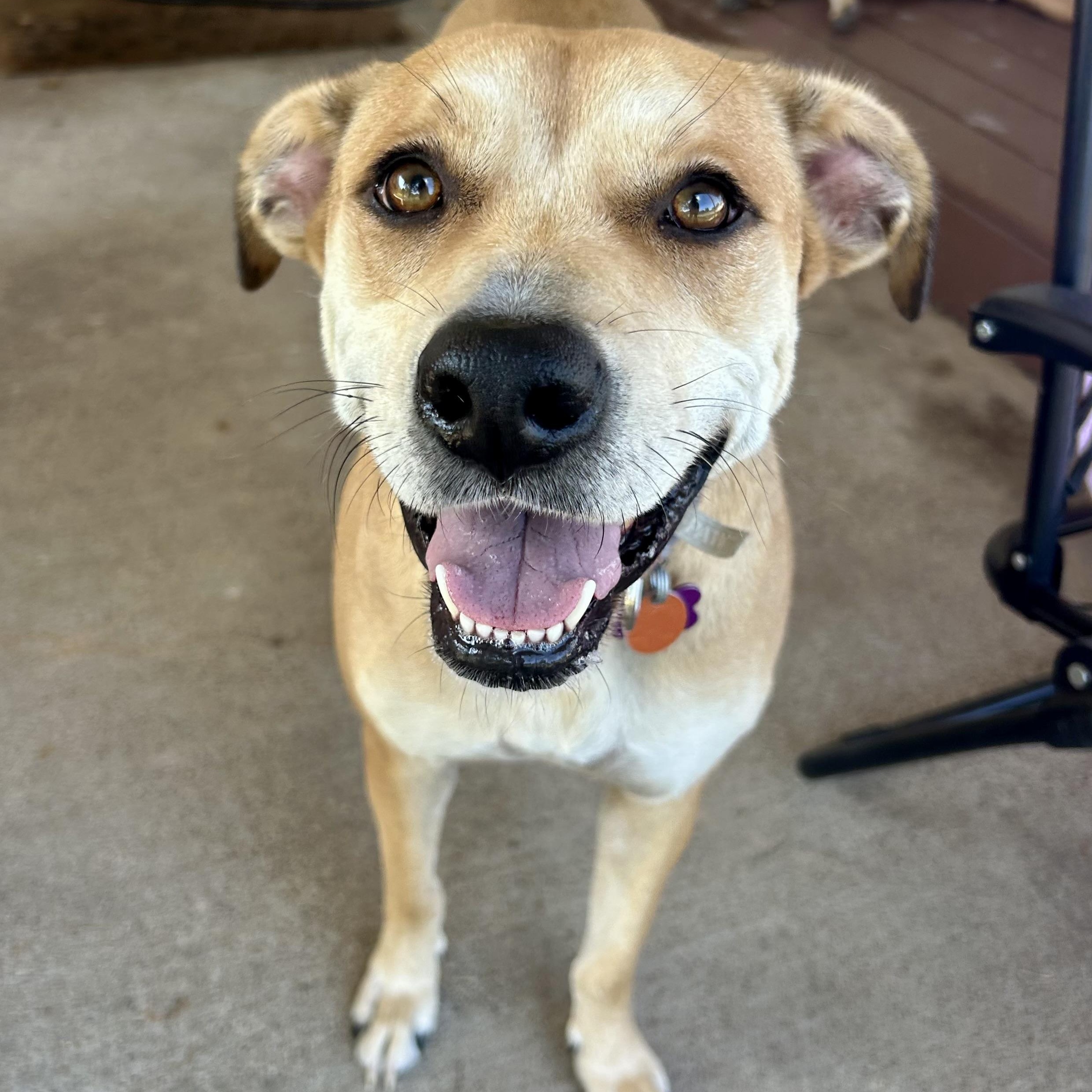 Goldie, ADOPTABLE, Adult Female Yellow Labrador Retriever.