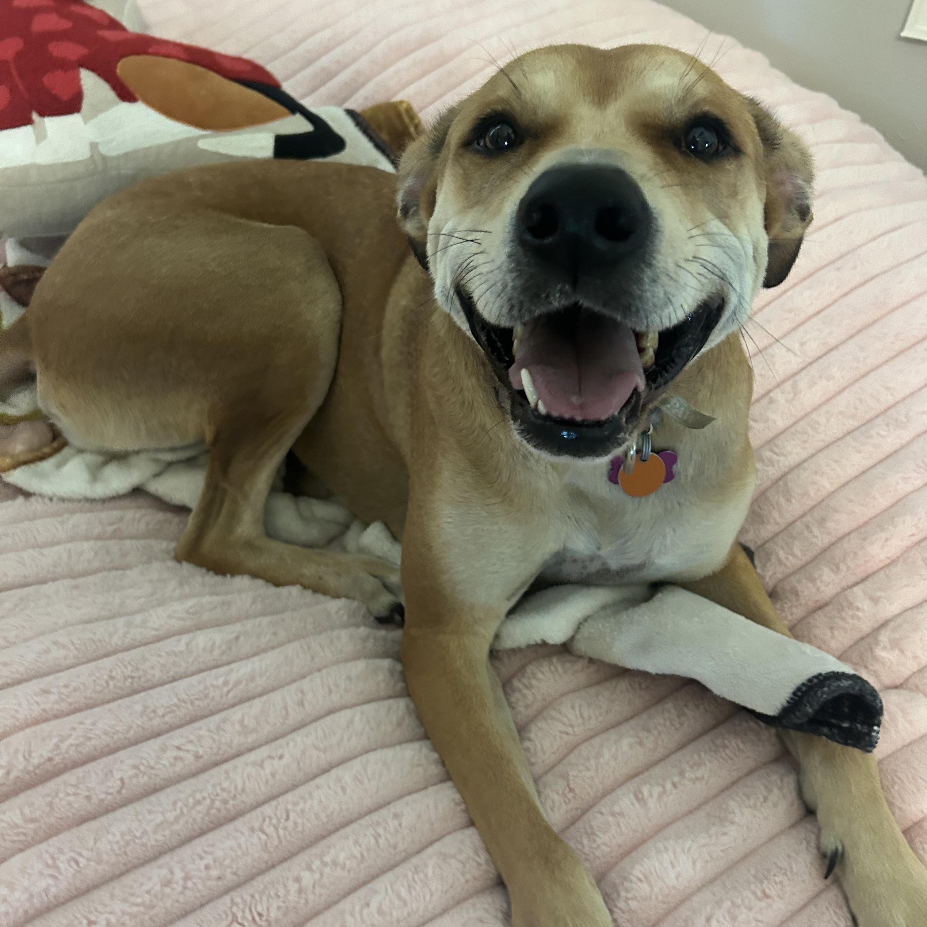 Enlarge Goldie, a ADOPTABLE mixed breed in Bryan, TX image 2/3