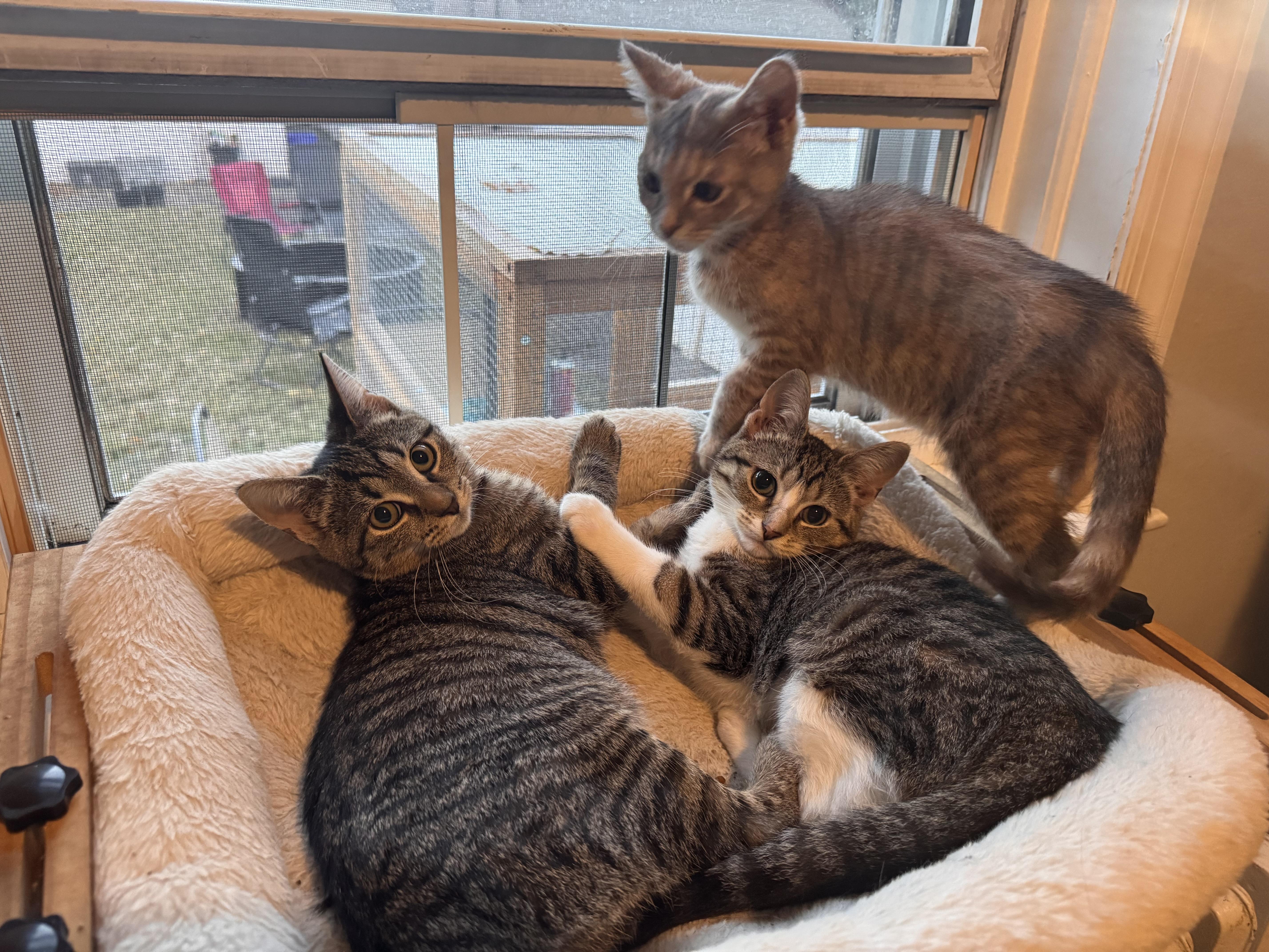 Enlarge Bella, a Adoptable Domestic Short Hair in Westville, NJ image 3/5