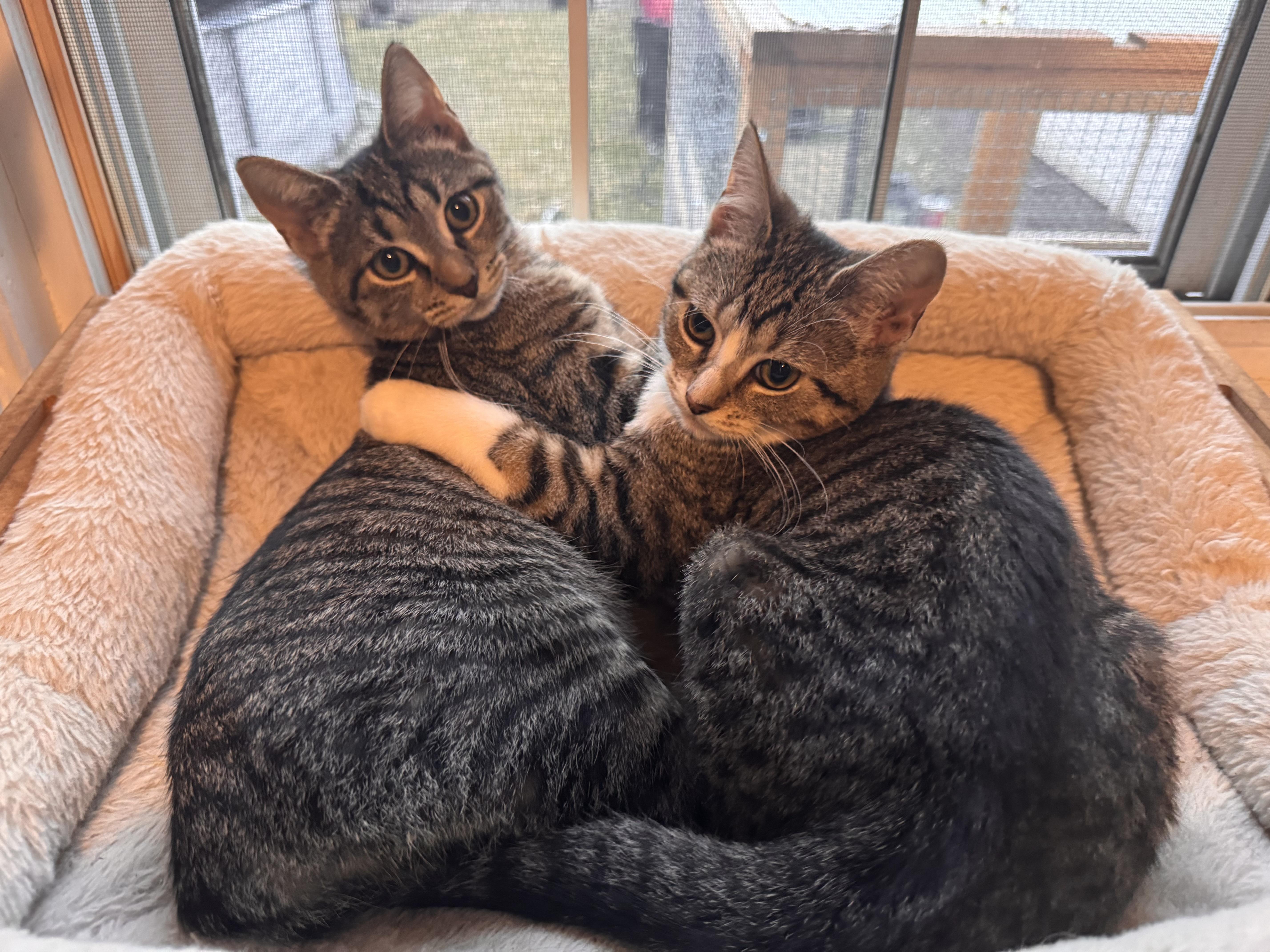 Enlarge Bella, a Adoptable Domestic Short Hair in Westville, NJ image 2/5