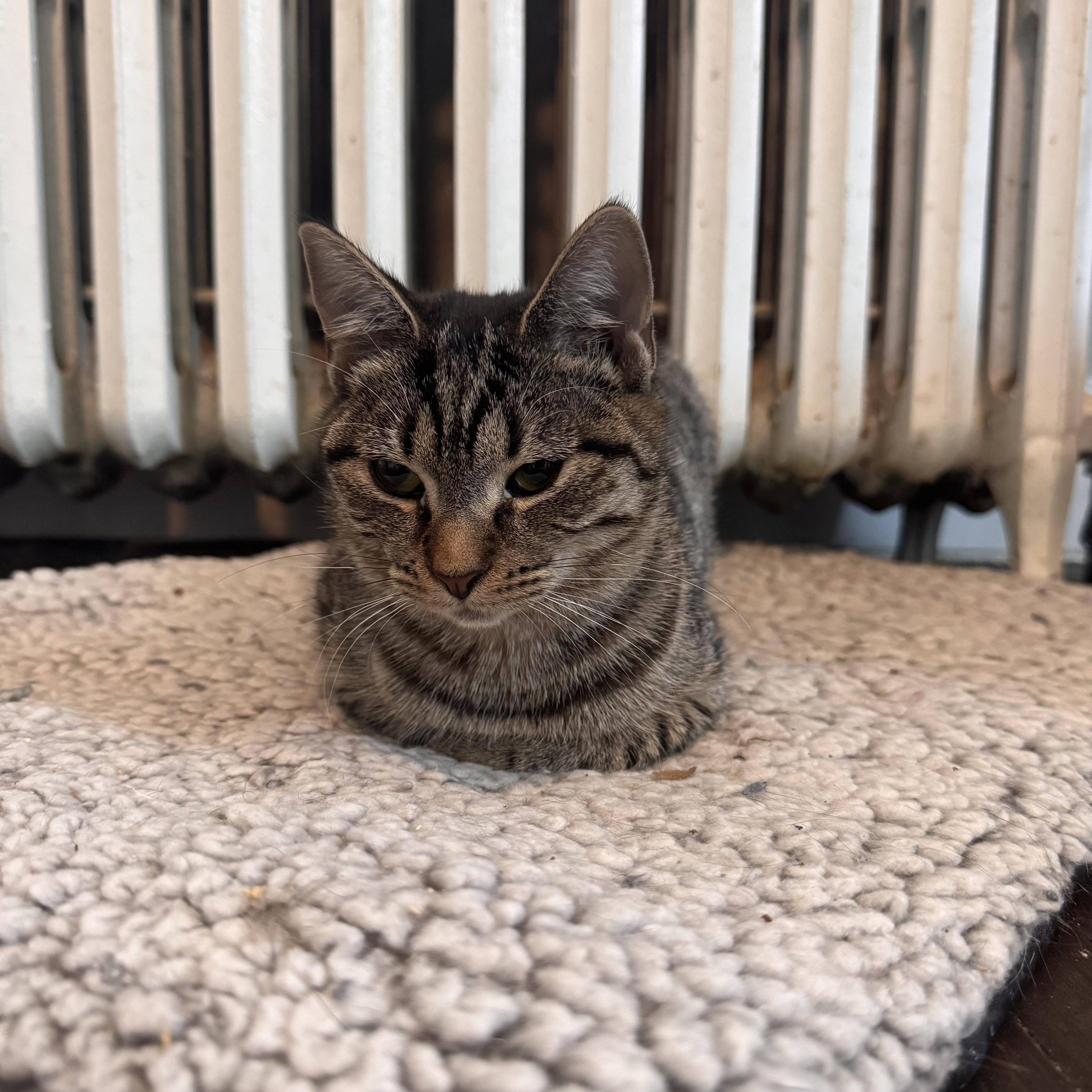 Enlarge Bella, a Adoptable Domestic Short Hair in Westville, NJ image 4/5