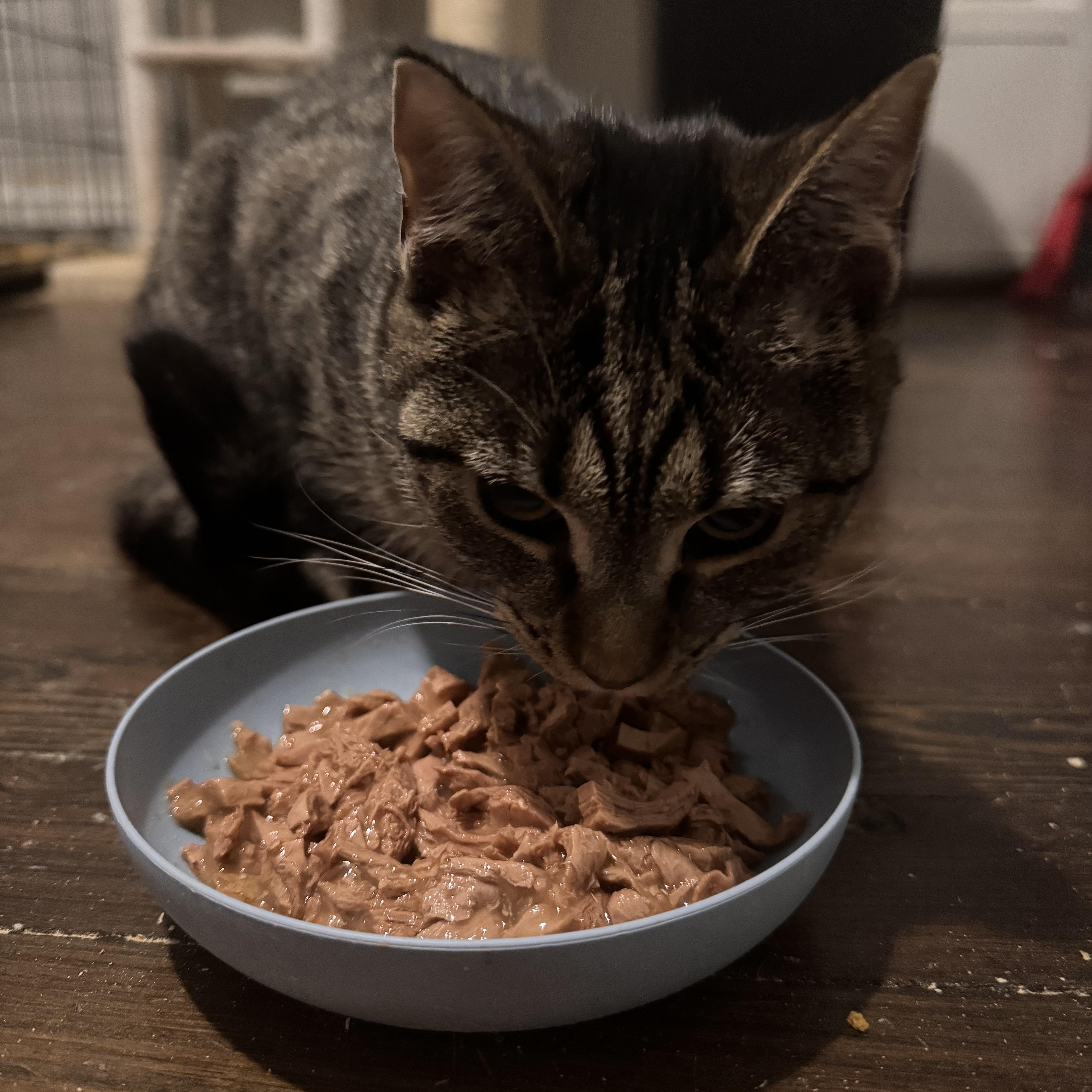 Enlarge Bella, a Adoptable Domestic Short Hair in Westville, NJ image 5/5