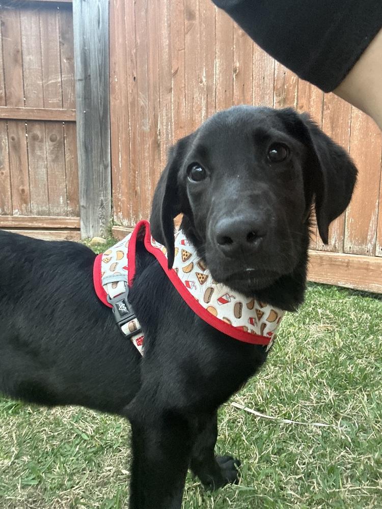 Cagnoni / Cupid, a Adopted mixed breed in Broomfield, CO image 1/6