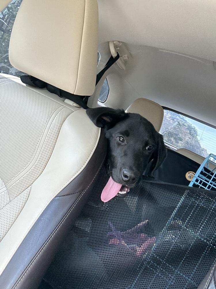 Cagnoni / Cupid, a Adopted mixed breed in Broomfield, CO image 2/6