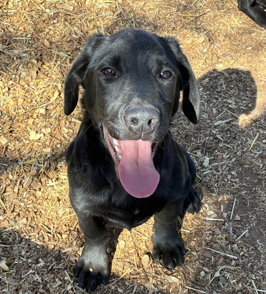 Cagnoni / Cupid, a Adopted mixed breed in Broomfield, CO image 3/6