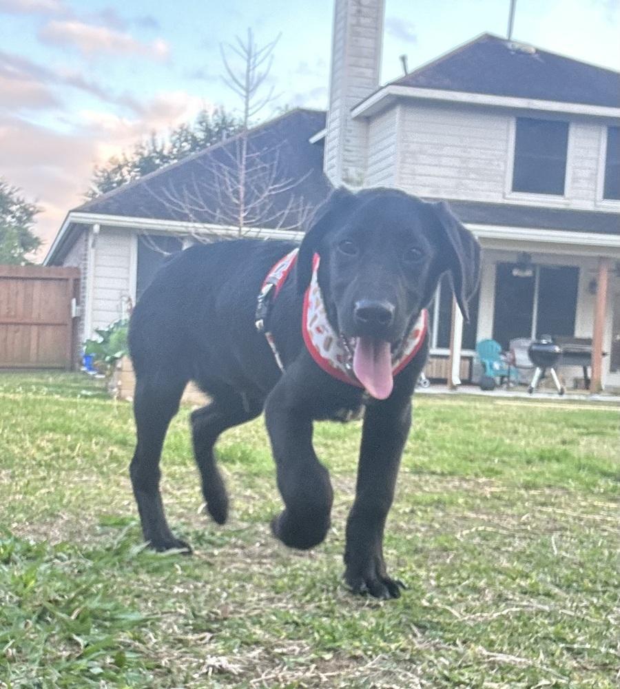 Cagnoni / Cupid, a Adopted mixed breed in Broomfield, CO image 4/6