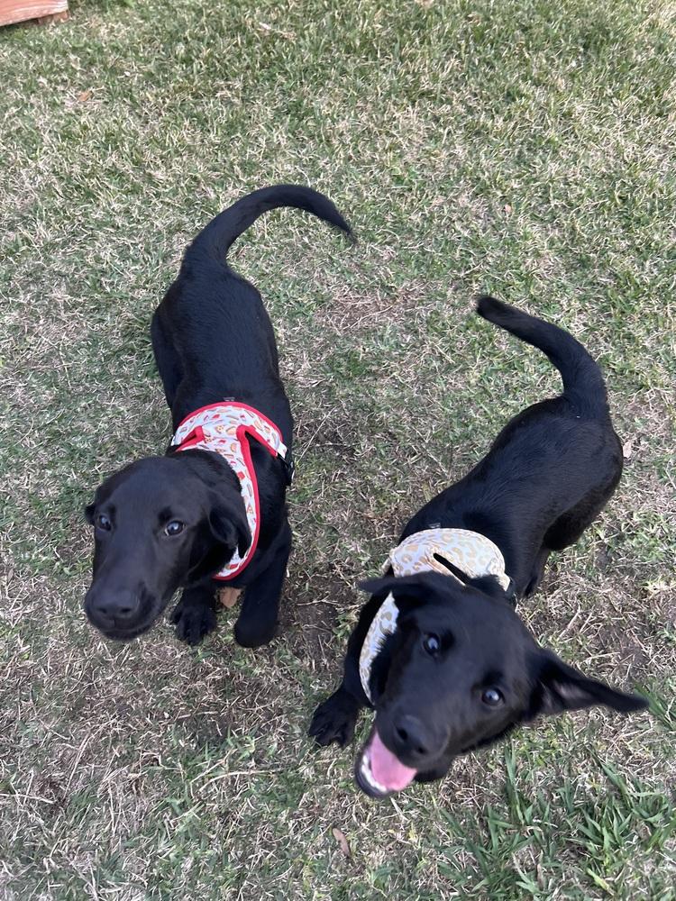 Cagnoni / Cupid, a Adopted mixed breed in Broomfield, CO image 5/6