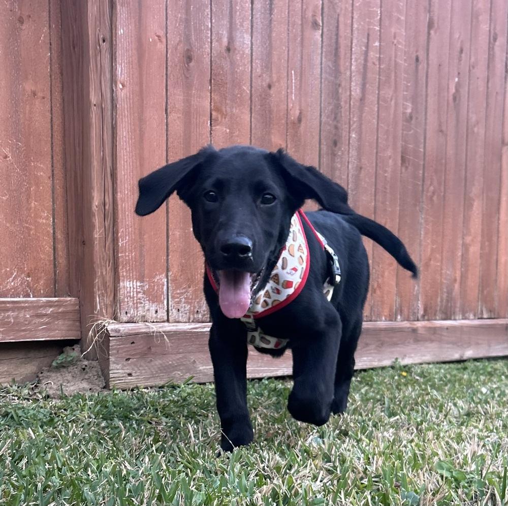 Cagnoni / Cupid, a Adopted mixed breed in Broomfield, CO image 6/6