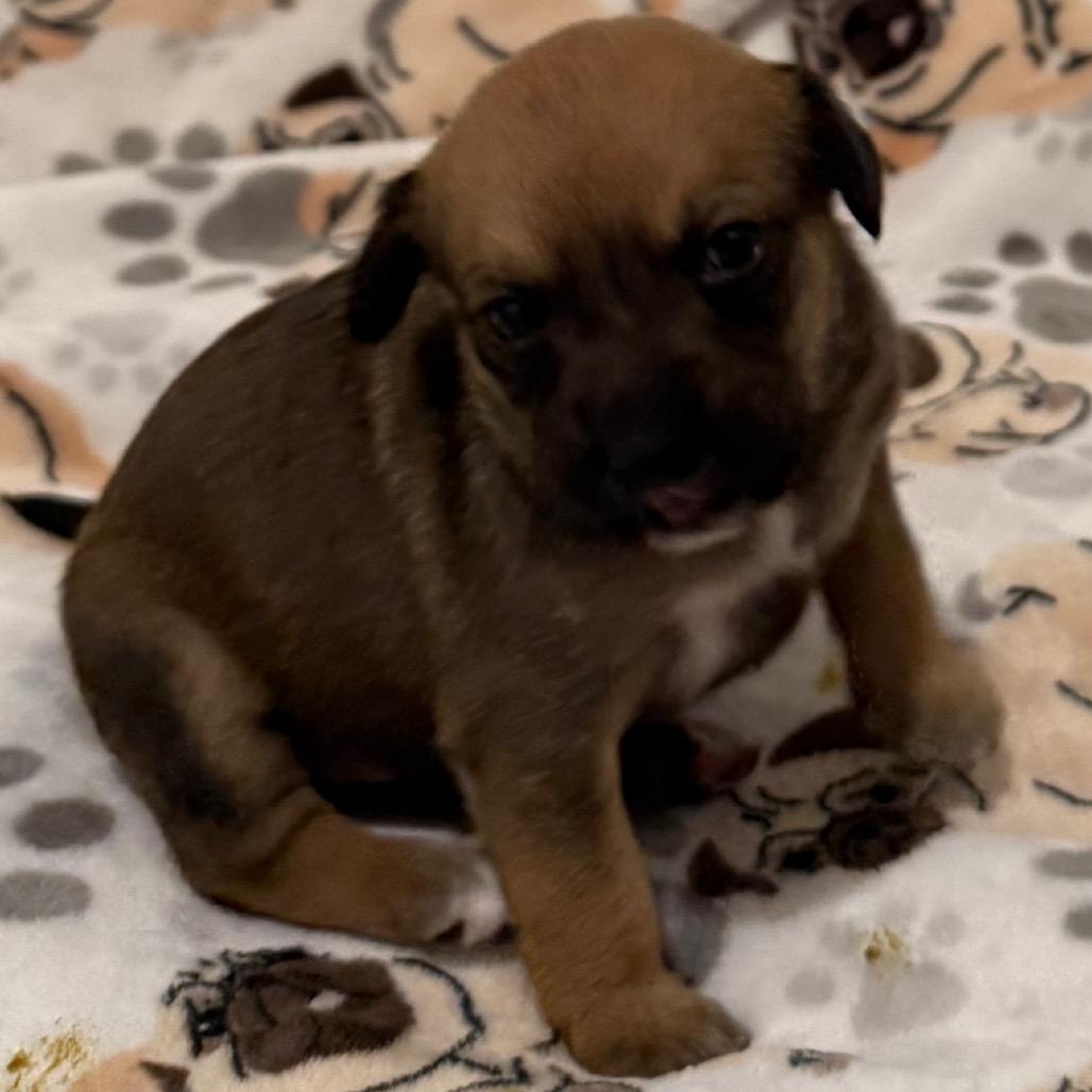 Valentine, Adoptable, Puppy Female Mixed Breed & Dachshund.