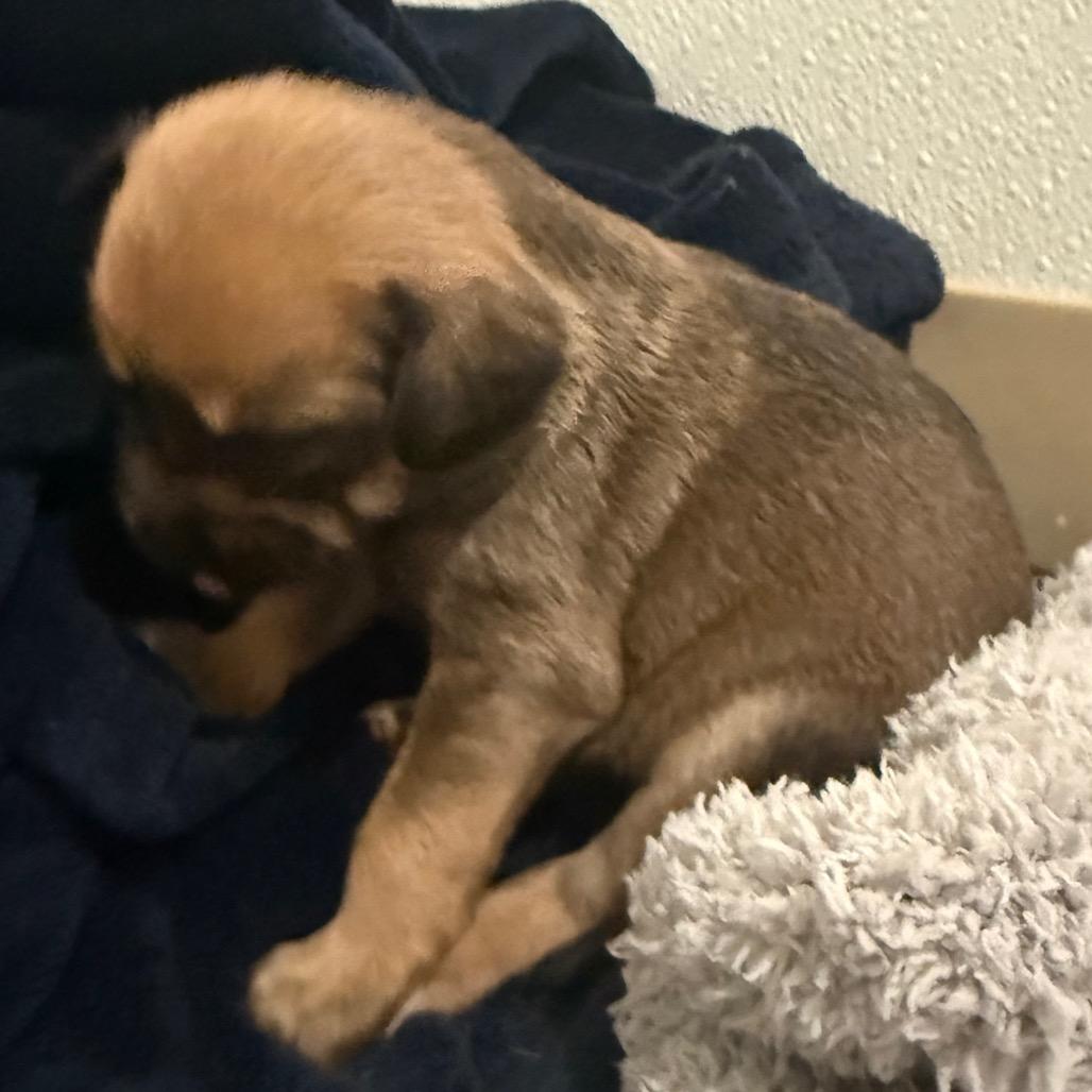 Enlarge Valentine, a Adoptable mixed breed in Cedaredge, CO image 2/6