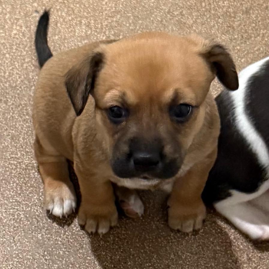 Enlarge Valentine, a Adoptable mixed breed in Cedaredge, CO image 3/6