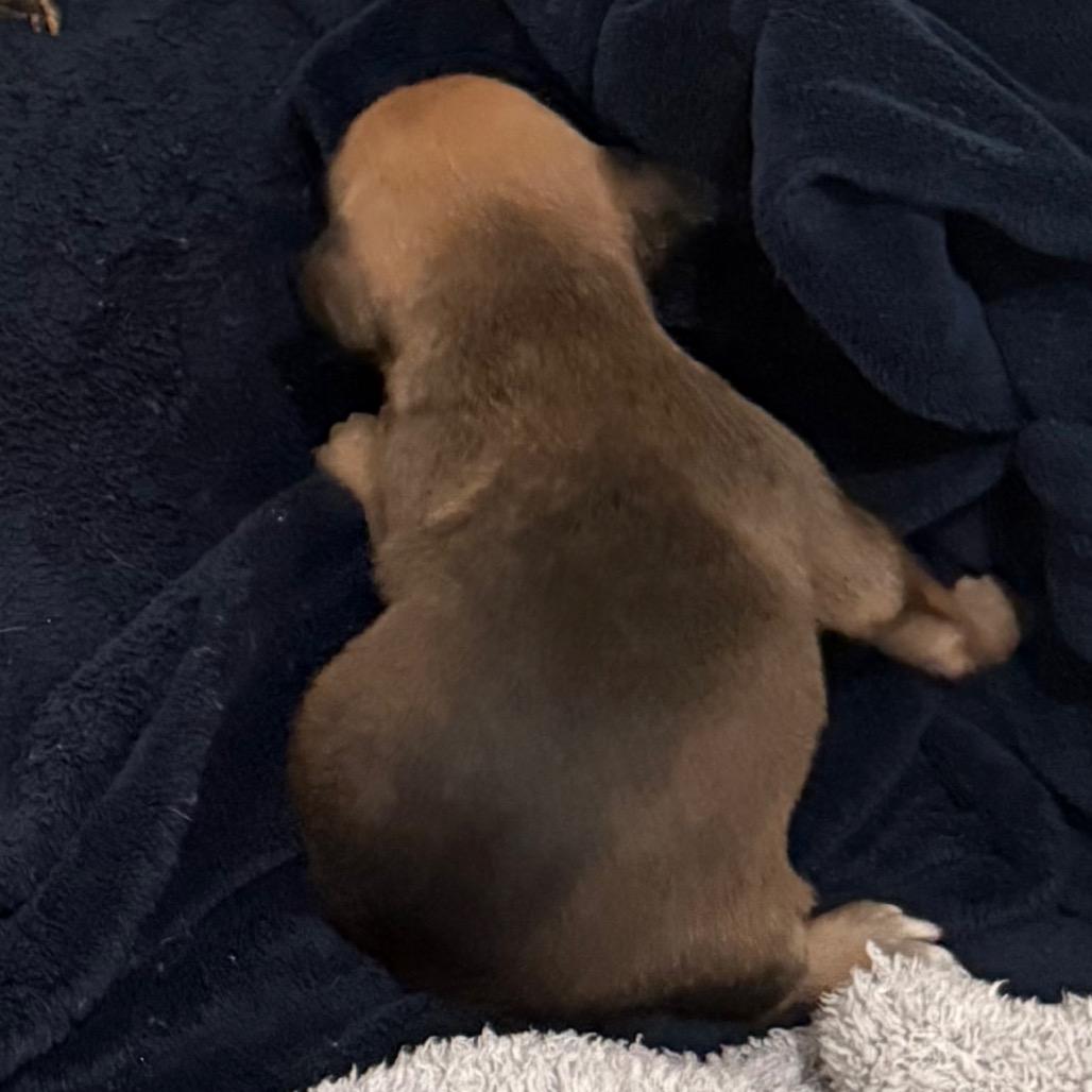 Enlarge Valentine, a Adoptable mixed breed in Cedaredge, CO image 4/6