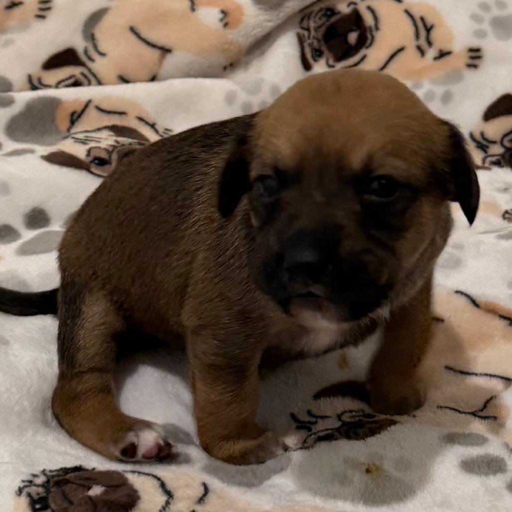 Enlarge Valentine, a Adoptable mixed breed in Cedaredge, CO image 5/6