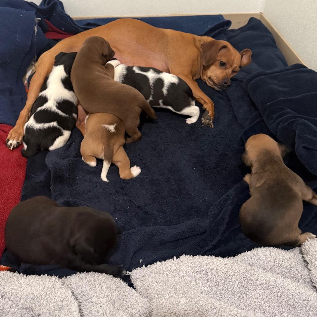 Enlarge Valentine, a Adoptable mixed breed in Cedaredge, CO image 6/6