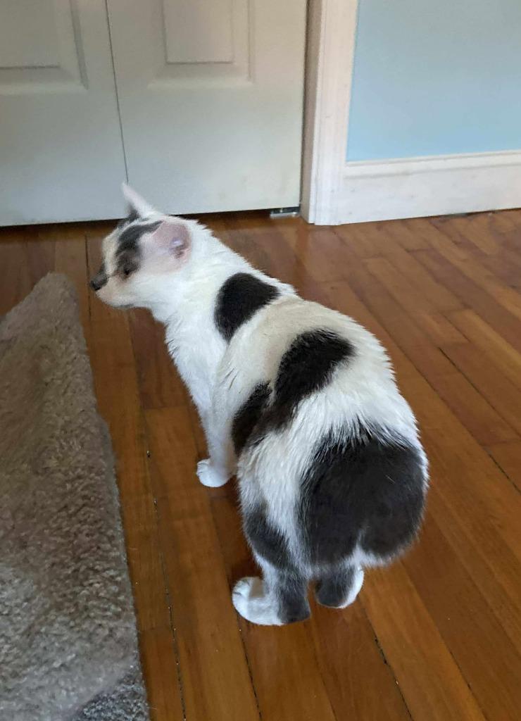 Blossom, Adopted, Young Female Domestic Short Hair.