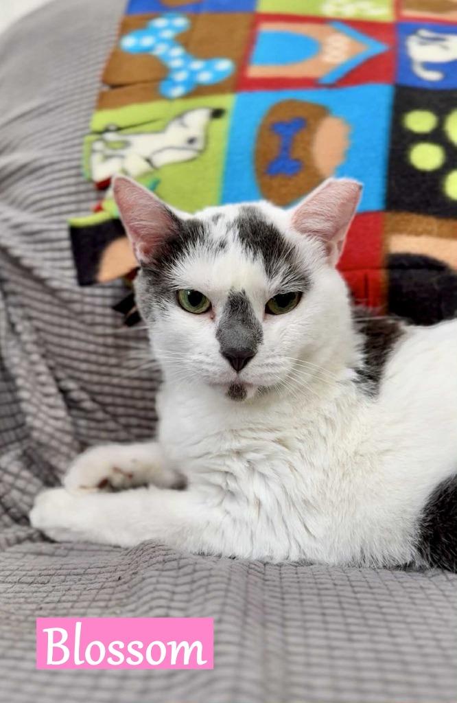 Enlarge Blossom, a Adopted mixed breed in Hoover , AL image 2/3