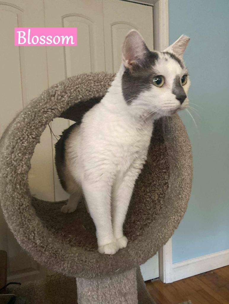 Enlarge Blossom, a Adopted mixed breed in Hoover , AL image 3/3