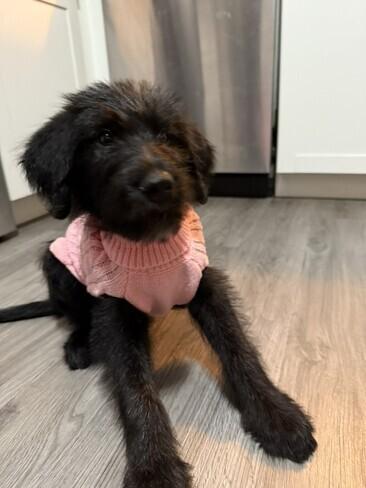 Enlarge Hazel, a Adoptable mixed breed in Warrington, PA image 2/5