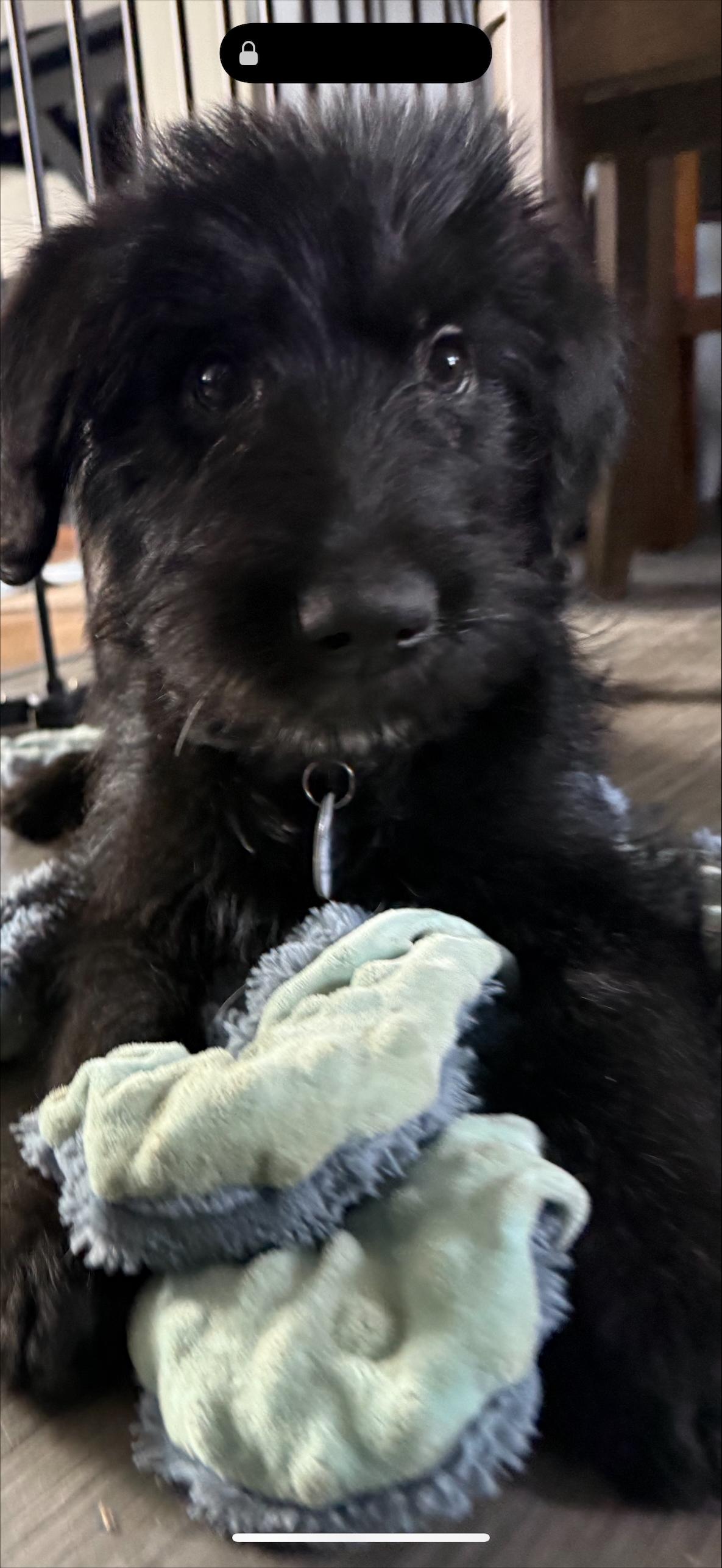 Enlarge Hazel, a Adoptable mixed breed in Warrington, PA image 1/5