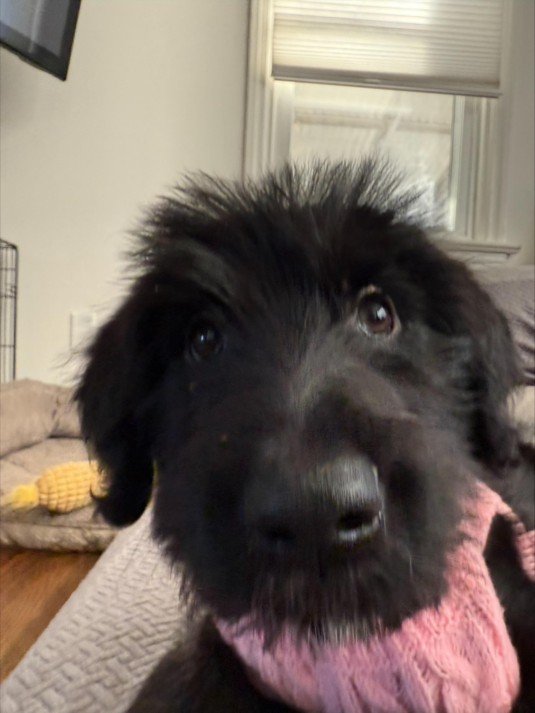 Enlarge Hazel, a Adoptable mixed breed in Warrington, PA image 4/5