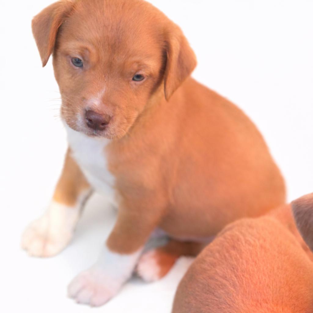 Enlarge Colt , an adoptable mixed breed in SYLVANIA, GA image 5/6