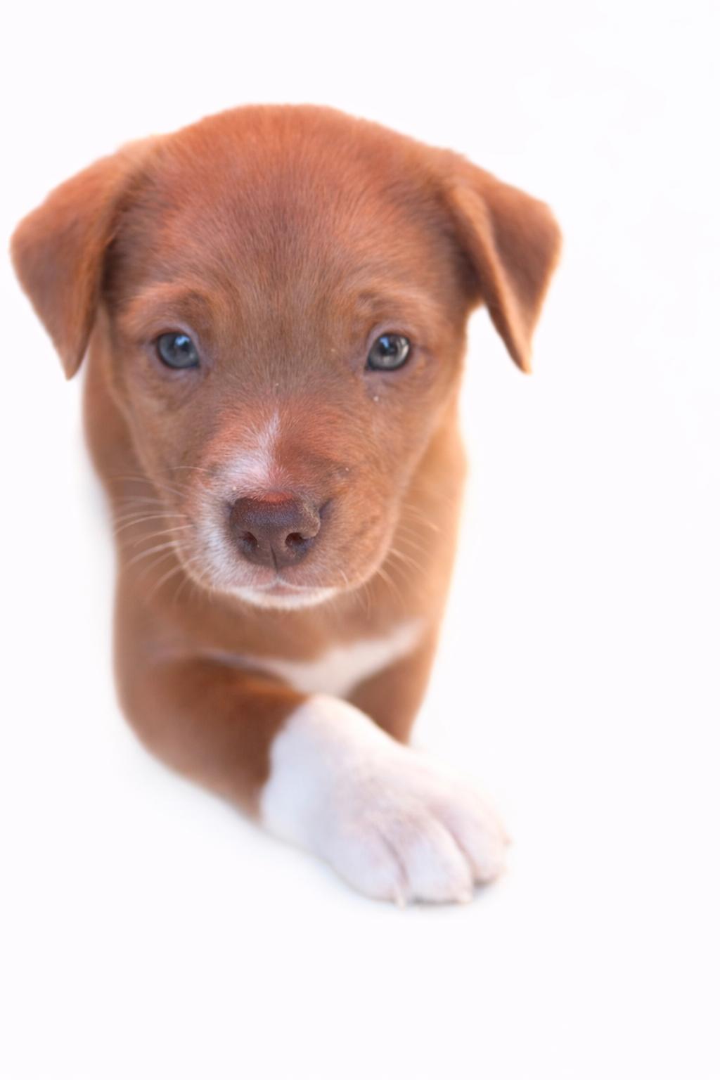 Enlarge Colt , an adoptable mixed breed in SYLVANIA, GA image 3/6